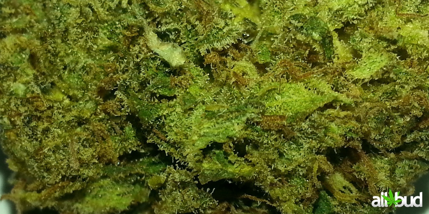 Girl Scout Cookies cannabis strain