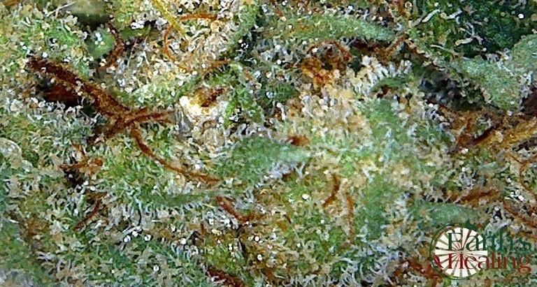 OG Kush cannabis strain